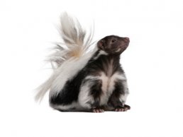 image of Sitting Skunk